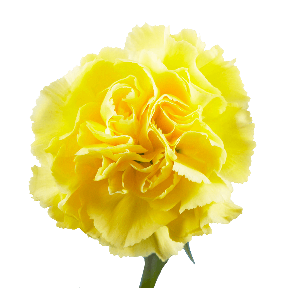 Large Carnation- Yellow