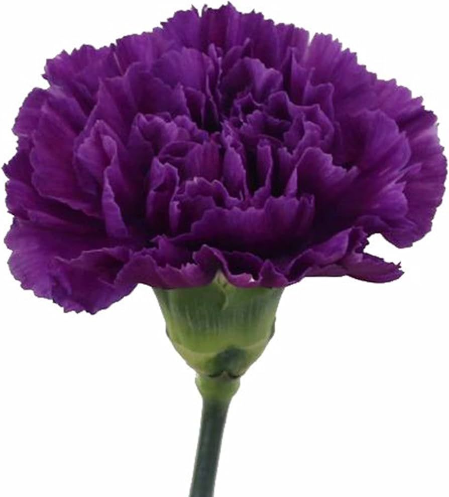Large Carnation- Morado