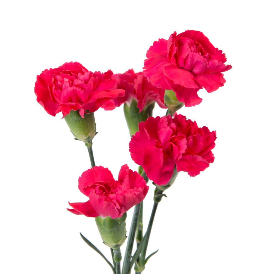 Mini Carnation- Hot Pink