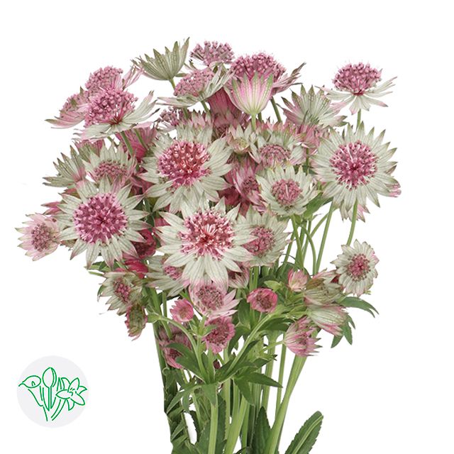 Astrantia- Rosa Lee 50cm