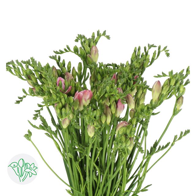 Freesia- Pink 50cm