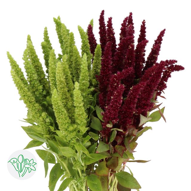 Amaranthus- Green 50cm