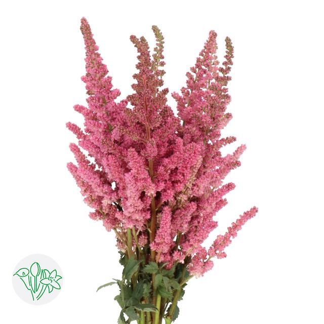 Astilbe- Vision in Pink