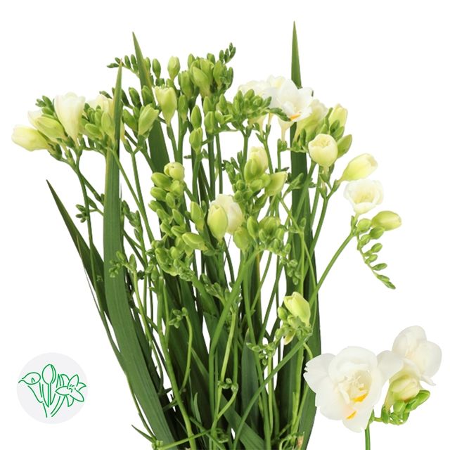 Freesia- White 50cm