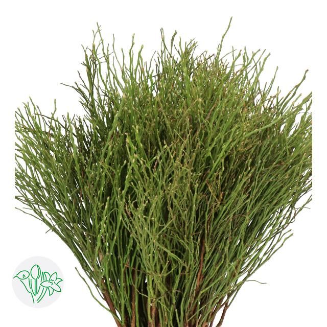 Huckleberry 50cm
