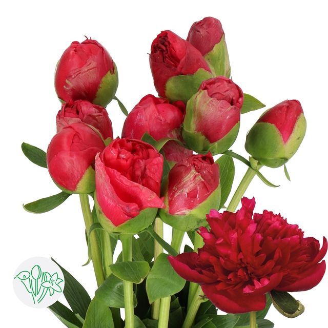 Peony- Command Performance 60cm