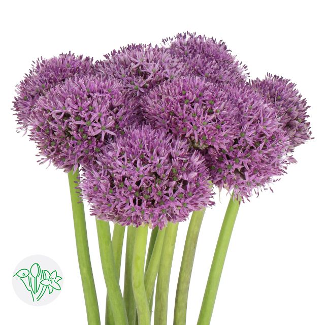 Allium- Gladiator 80cm