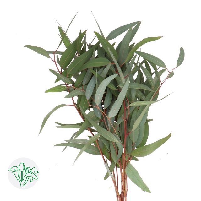 Eucalyptus - Robusta 70cm 200g