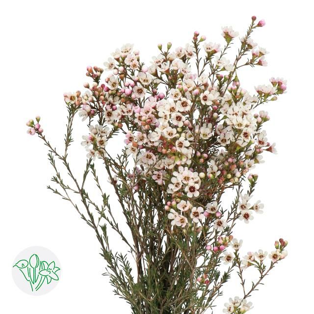 Wax Flower- Maya 60cm