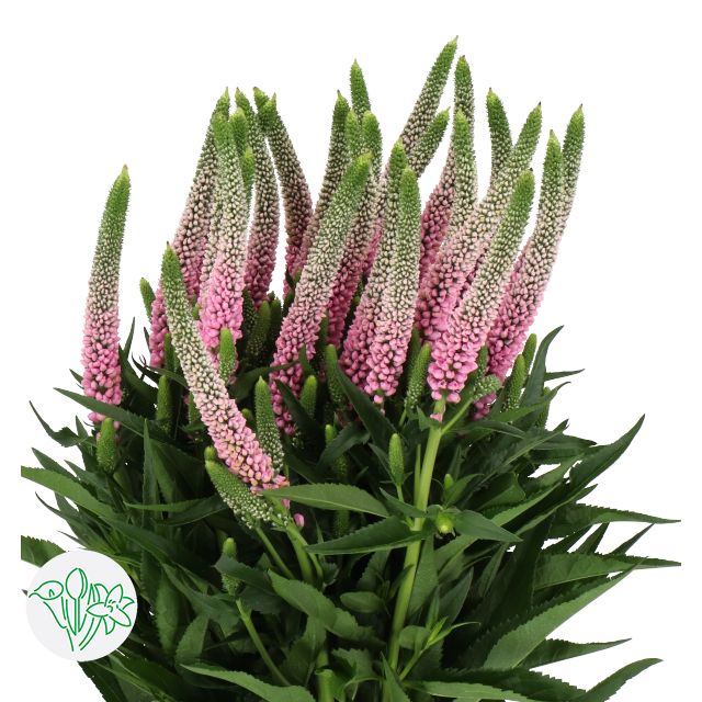 Veronica- Pink 60cm