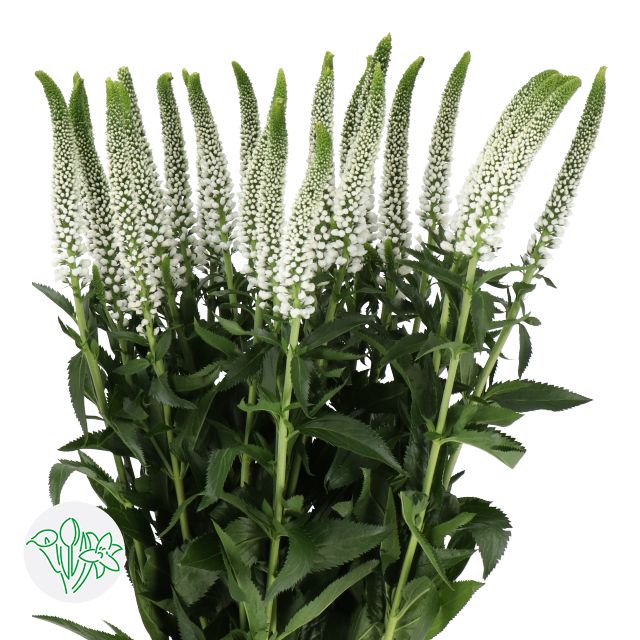 Veronica- White 60cm