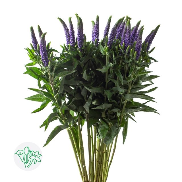 Veronica- Purple 60cm