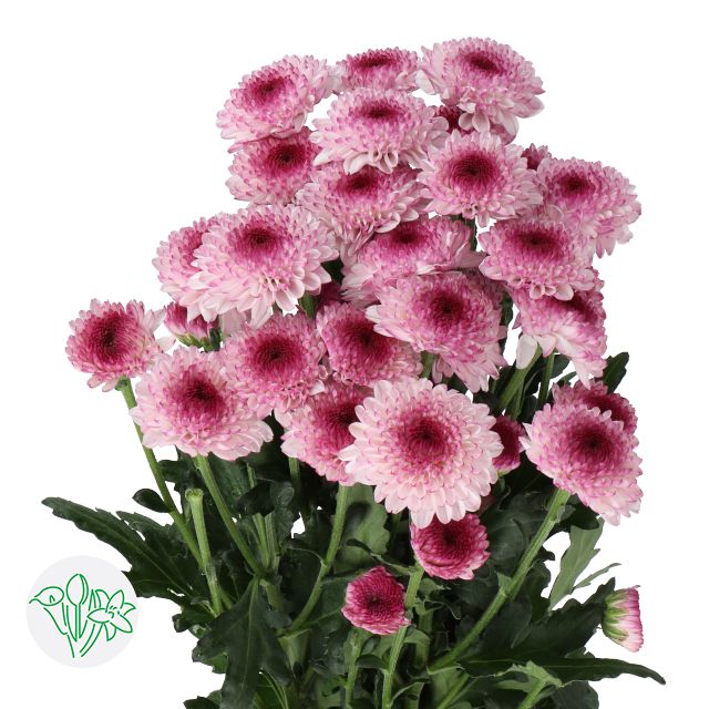 Chrysanthemum- Abbey 70cm