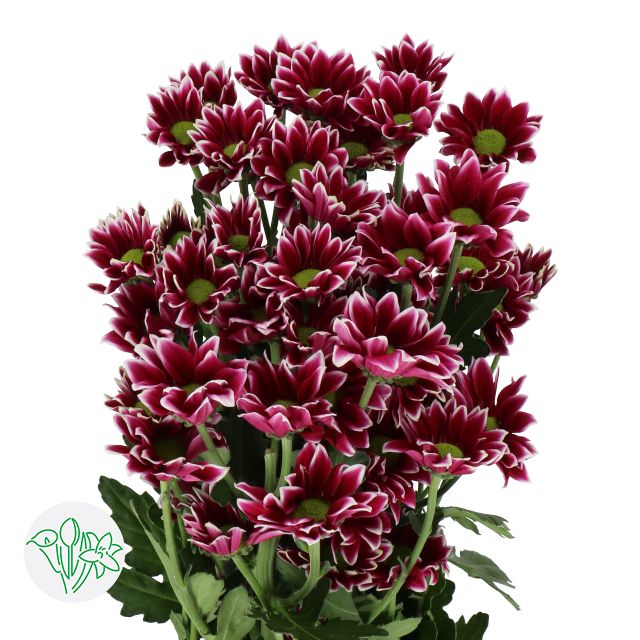 Chrysanthemum- Haydar 70cm