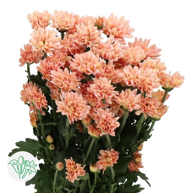 Chrysanthemum- Katinka Salmon 70cm