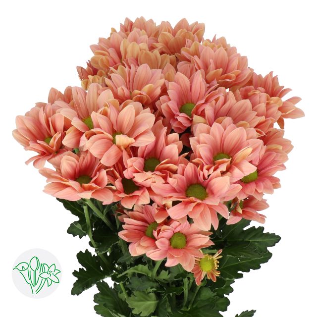 Chrysanthemum- Grand Salmon 70cm