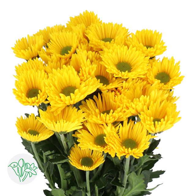 Chrysanthemum- Korona 70cm