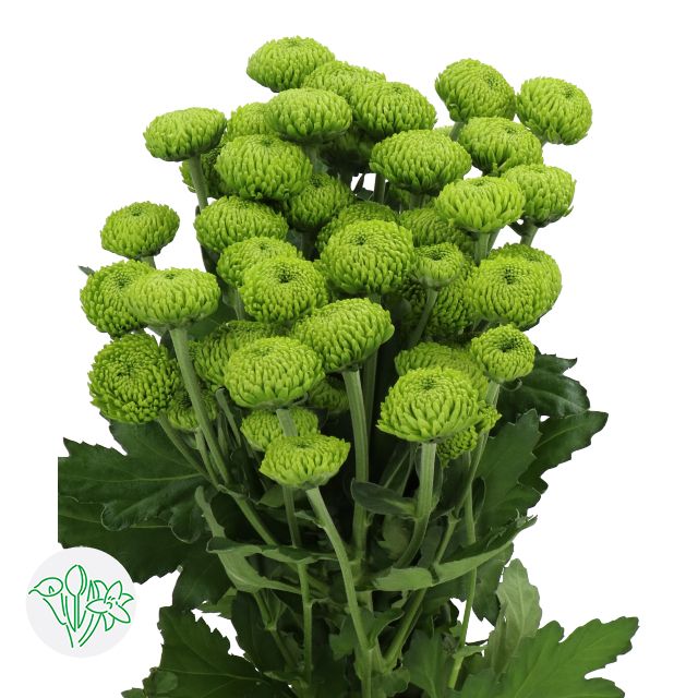 Chrysanthemum- Deligreen 70cm