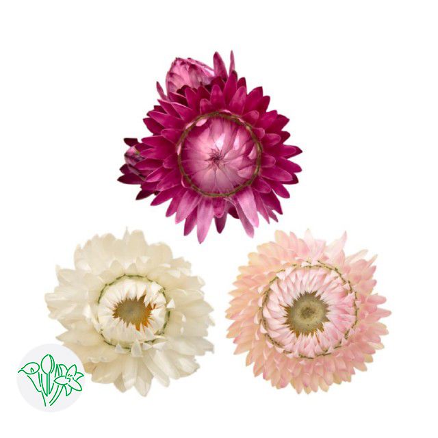 Helichrysum 60cm