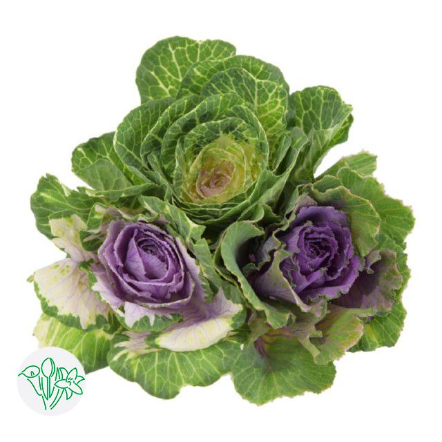 Kale 40cm - Green