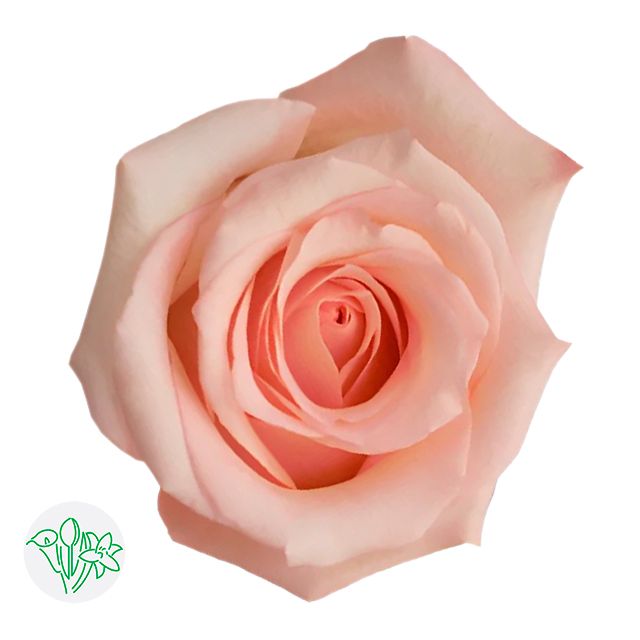 Rose - Engagement 50cm