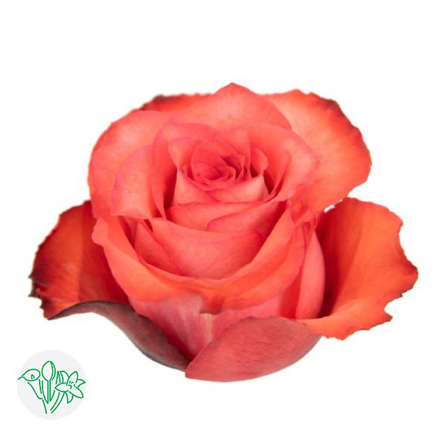 Rose - Iguana 60cm