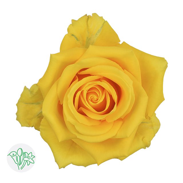 Rose - Light House 50cm