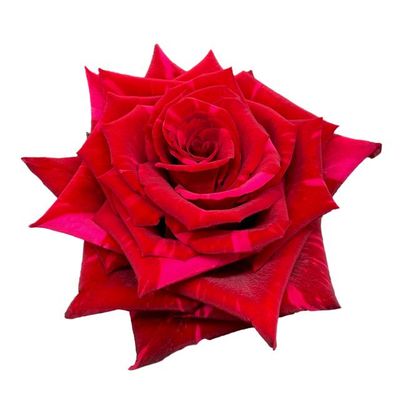 Rose - Red Panther 50cm