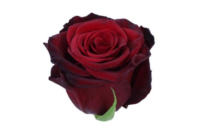 Rose - Red Paris 50cm
