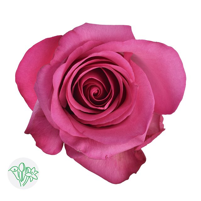 Rose - Stiletto 50cm