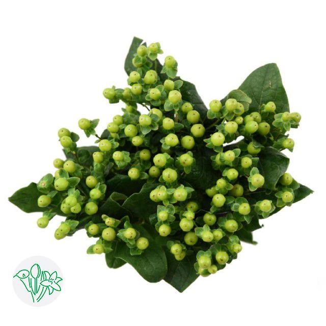 Hypericum Lucky Romance 50cm