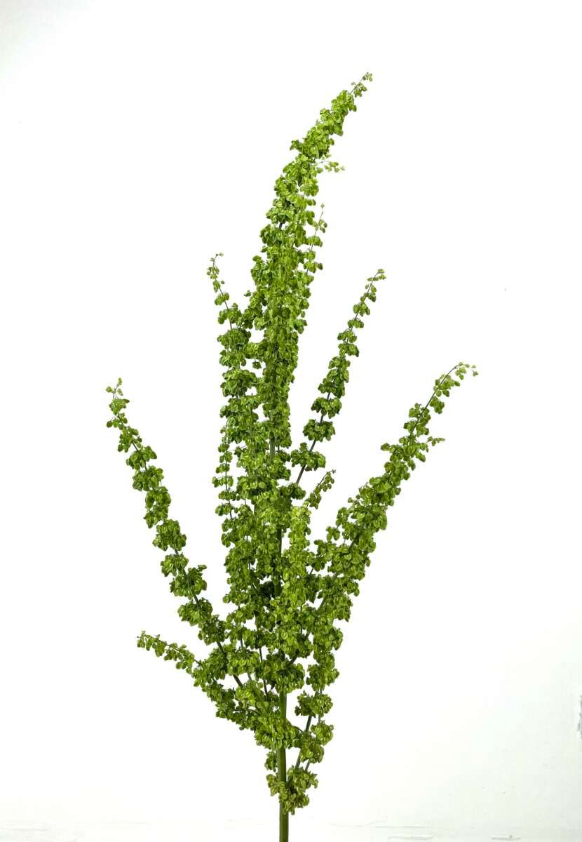 Rumex Unicorn 70cm