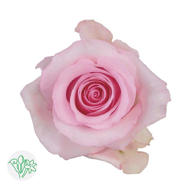 Rose - Nena 50cm