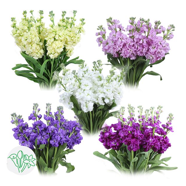 Stock 70cm