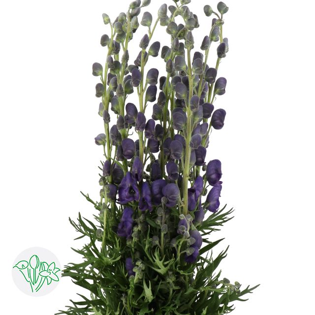Aconitum Napellus 60cm