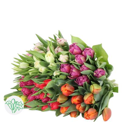 Double Tulips - Asst