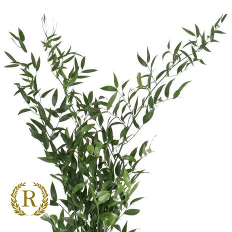 Italian Ruscus 60cm