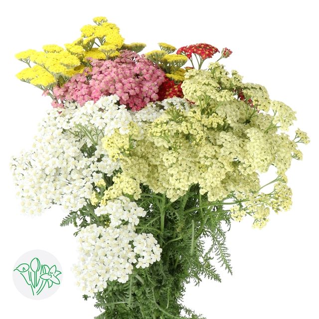 Achillea Asst 55cm