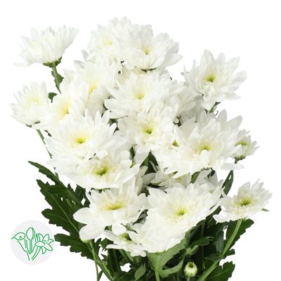 Dutch Chrysanthemum- Bonita 70cm