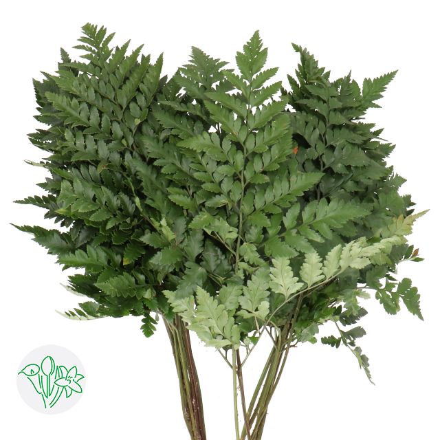 Leather Leaves EXTRA 50cm