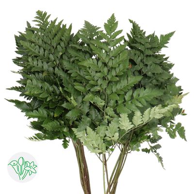 Leather Leaves 45cm