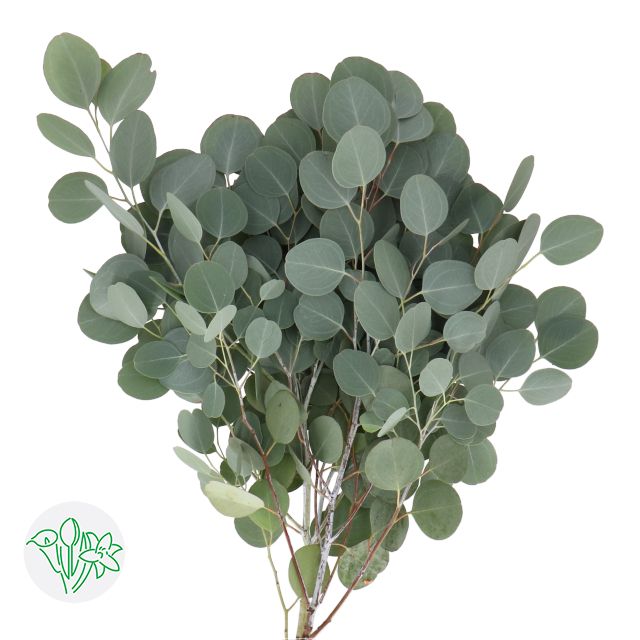 Eucalyptus Popufolia 70cm 200g