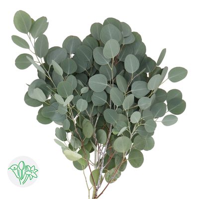Eucalyptus Popufolia 70cm 200g