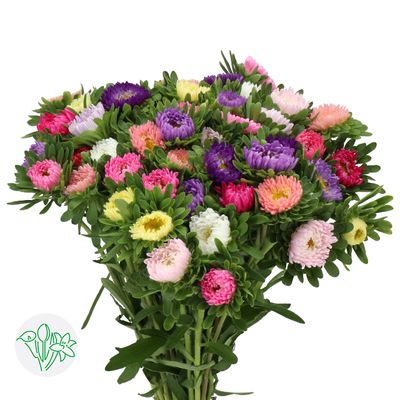 Callistephus - Assorted Bunch 45cm