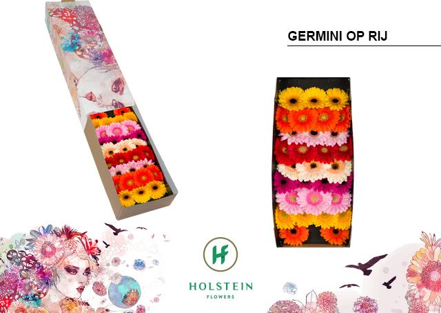 Gerberas Asst. 45cm
