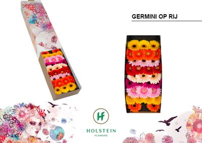 Gerberas Asst. 45cm