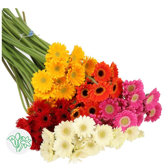 Micro Gerberas Asst 50cm