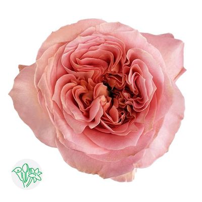 Rose - Garden Mandarin Expression 50cm