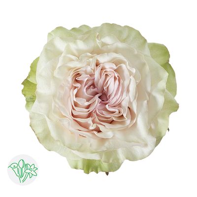 Rose - Garden Country Secret 50cm