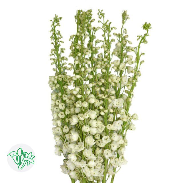 Delphinium El Galahad- White 70cm